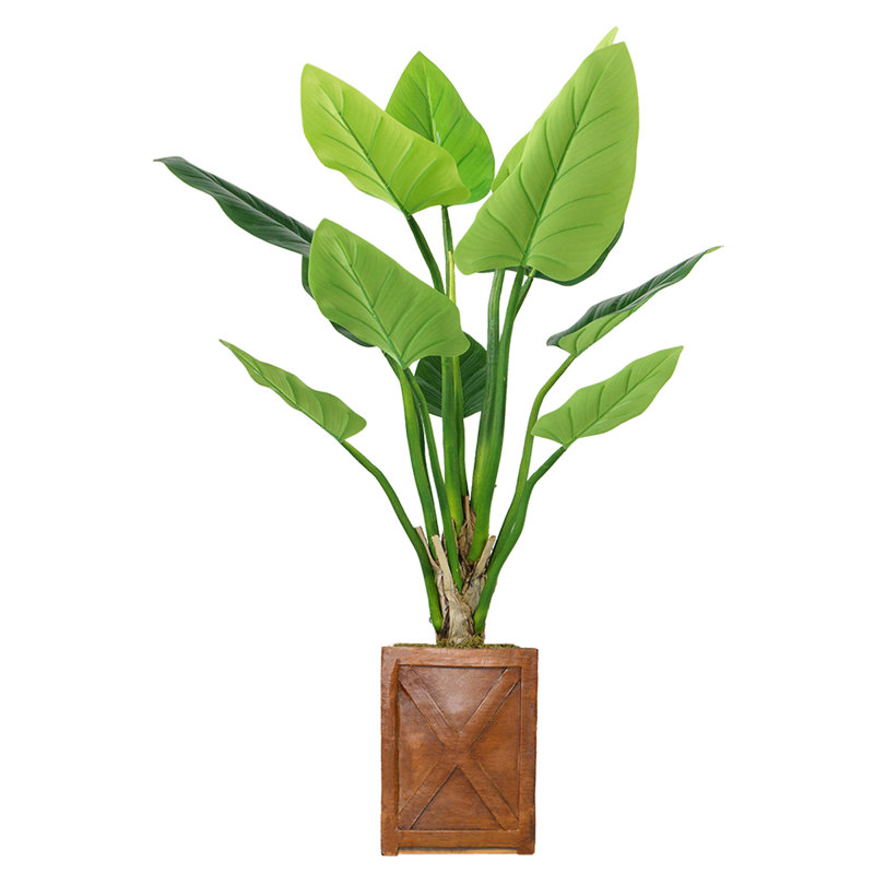 Panama Philodendron plante en pot