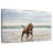Brampt Pit Bull On Beach-106428988
