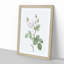 White Moss Rose by Pierre-Joseph Redoute - Picture Frame Art Prints-55612540-55612543