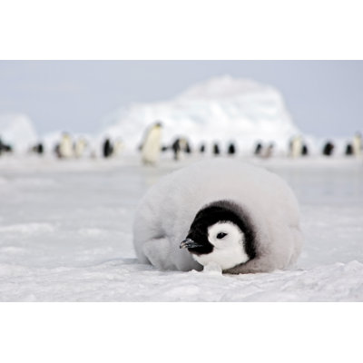 Emperor Penguin Chick - Wrapped Canvas Print