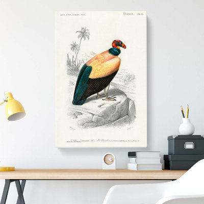 King Vulture Illustration by Charles D Orbigny - Wrapped Canvas