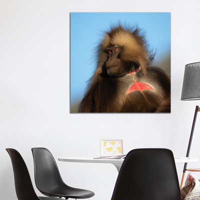 Gelada Bleeding Heart Ethiopia by Mogens Trolle - Wrapped Canvas Print