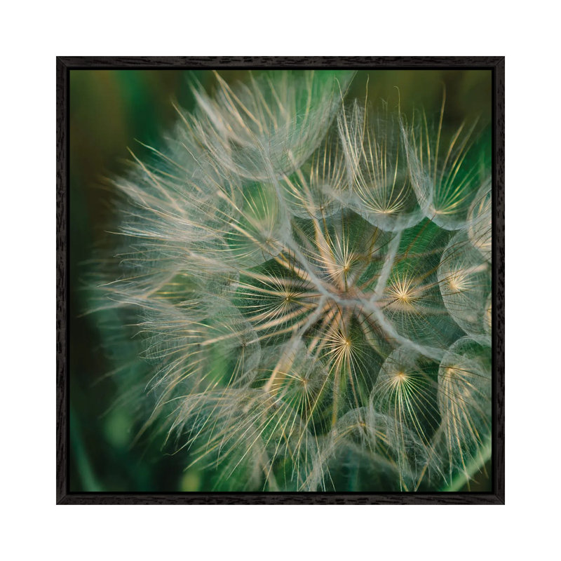 Summer Dandelion by Bethany Young - Print on Canvas, 45.72cm H x 45.72cm W x 3.81cm D, Black Framed
