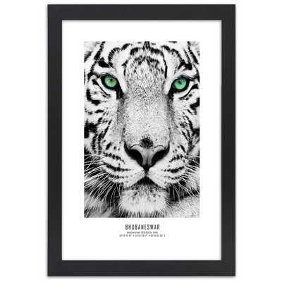 African Tigers - Single Picture Frame Print