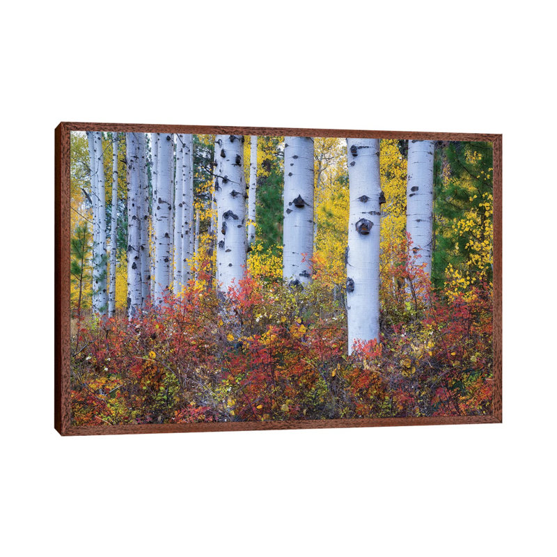 Aspen Colour by Dennis Frates - Print on Canvas, Classic Brown Wood Framed, 66.04cm H x 101.6cm W x 3.81cm D