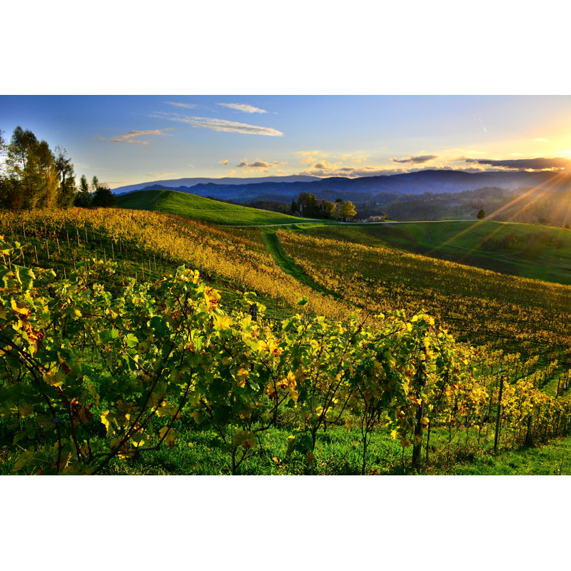 Vineyard In Fall - Wrapped Canvas Print, 20cm H x 30cm W x 3.8cm D