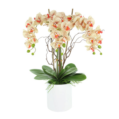 Orchids Arranged in Fiberstone Planter