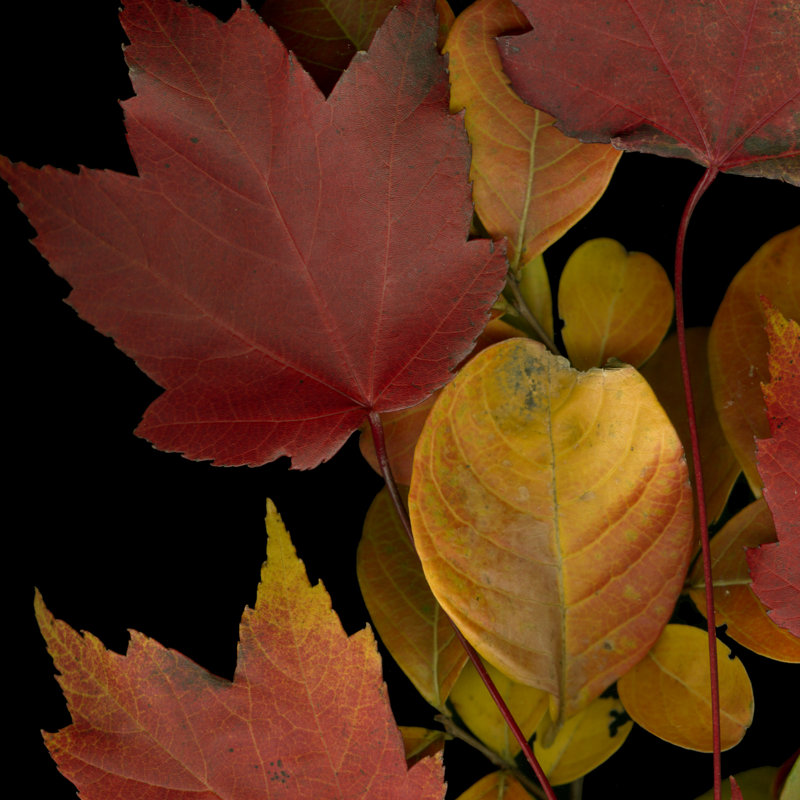 Small Vivid Leaves IV by Vision Studio - Wrapped Canvas Print, 30cm H x 30cm W x 3.8cm D