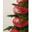 26cm Plastice No Ribbon
