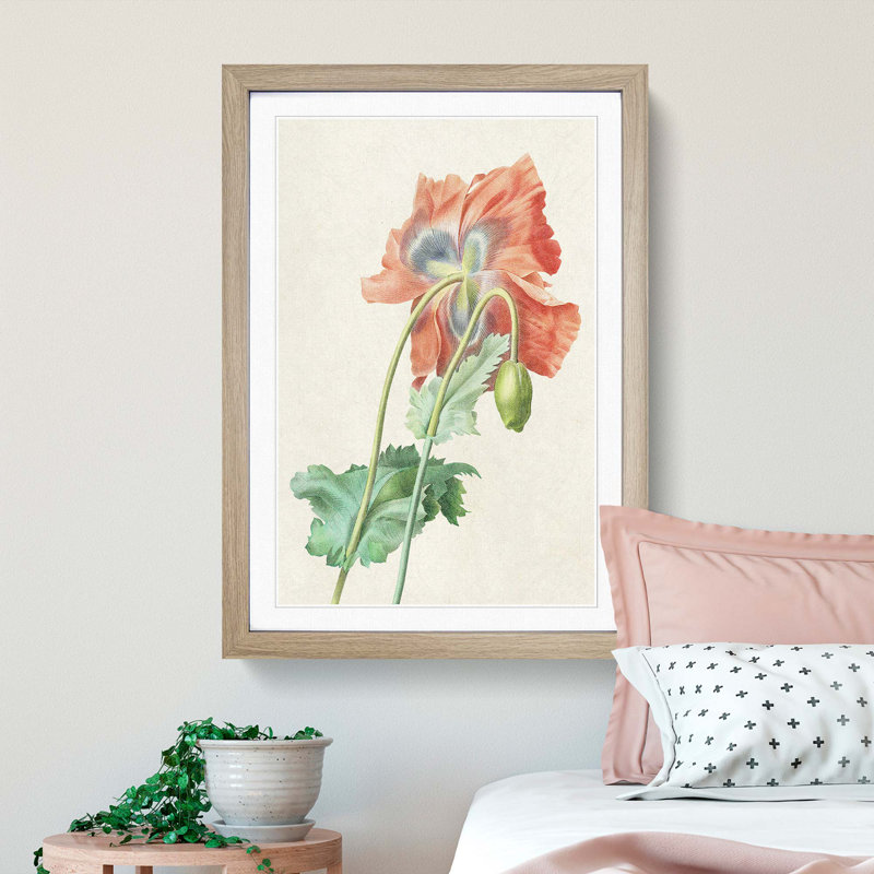 Poppy Flower by Pierre-Joseph Redoute - Picture Frame Painting Print, 36cm H x 27cm W x 2cm D, Oak Framed