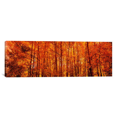 " Aspen Trees At Sunrise In Autumn, Colorado, USA " by Panoramic Images