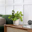 Faux Eucalyptus Plant in Oak Wood Planter