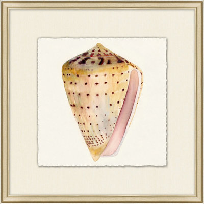 Watercolor Shell " Watercolor Shell Collection 9 " Painting Print