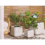 Deaveon Planter-21866549-21866547
