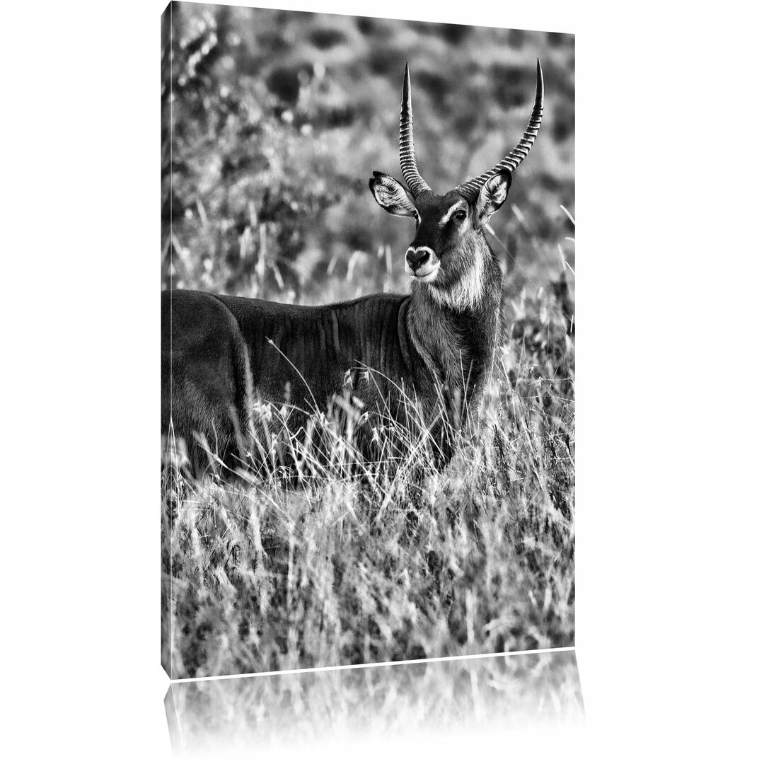 Leinwandbild Ausgewachsene Dorkasgazelle in Monochrom