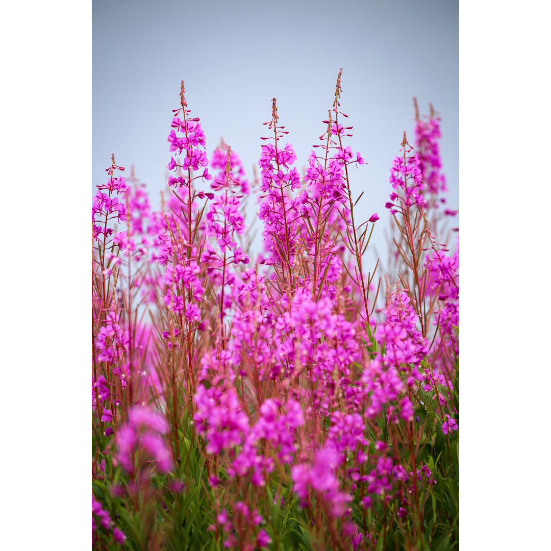 Fireweed In Alaska - Kunstdrucke auf Leinwand - Wrapped Canvas