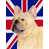 Bouledogue français 3
