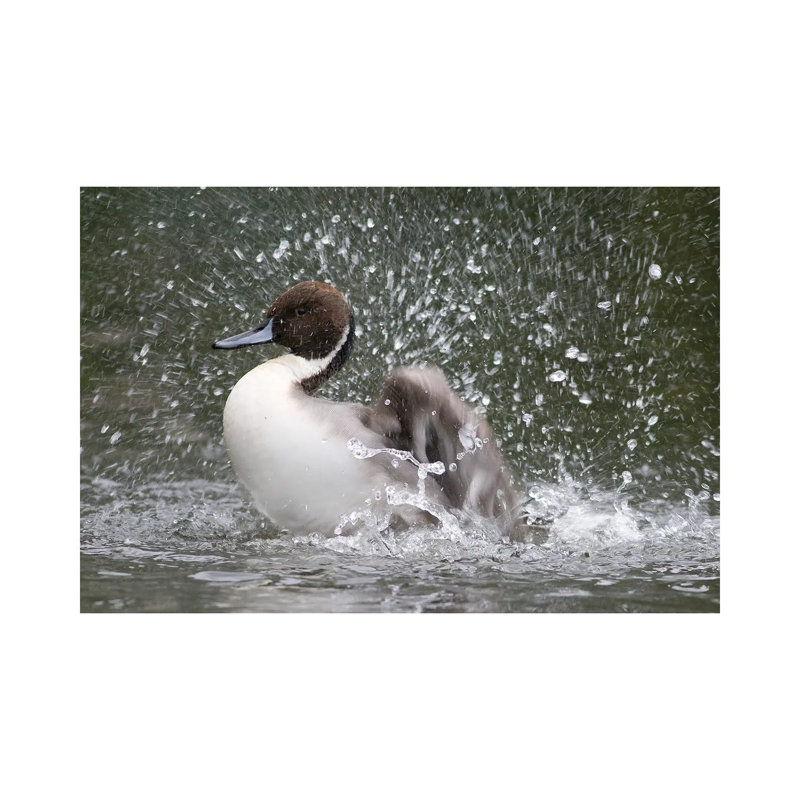 Bath Time II by Mateusz Piesiak - Wrapped Canvas Print, 20.32 cm H x 30.48 cm W