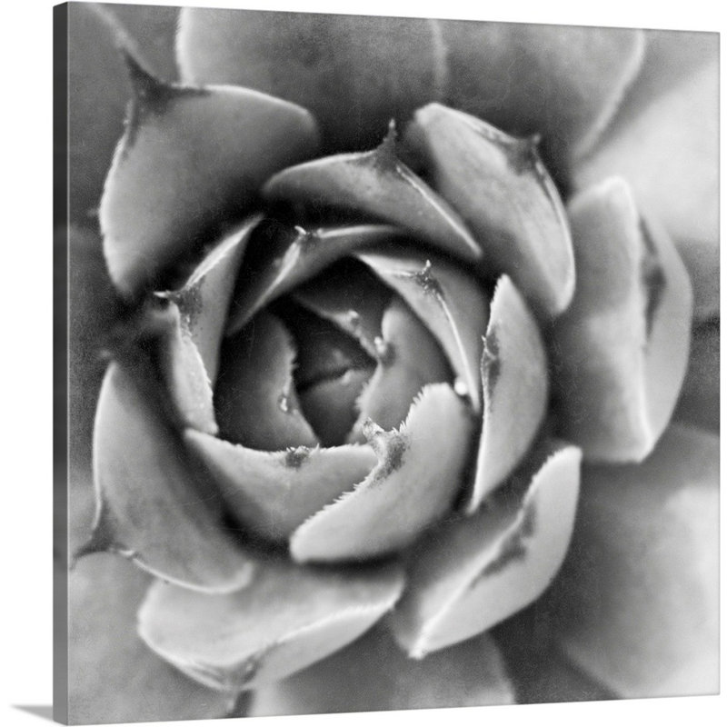 «Garden Succulent II», art mural sur toile, Toile tendue, H 20 po x l 20 po x P 1,25 po