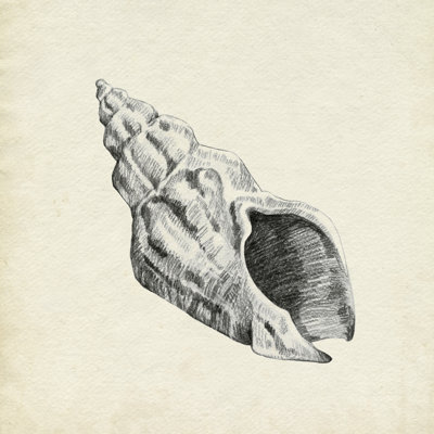 Seashell Pencil Sketch II by Emma Caroline - Wrapped Canvas Print