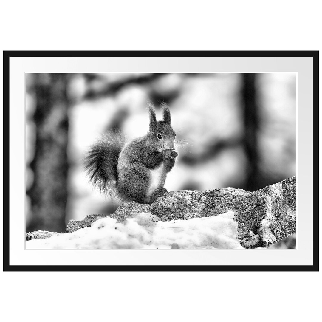 Gerahmtes Poster Eichhörnchen im Schnee