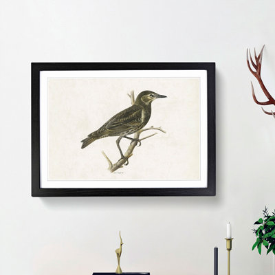 Starling by Von Wright - Framed Print