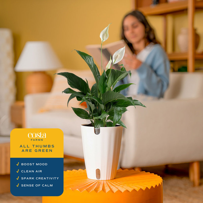 Peace Lily in Décor Pot