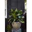 Planter-659045711