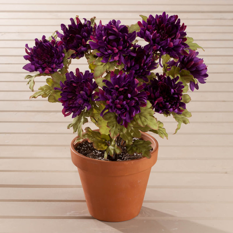 Chêne OakRidge, Mauve