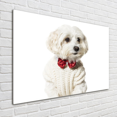 Maltese In A Bow Tie - No Frame Print on Glass