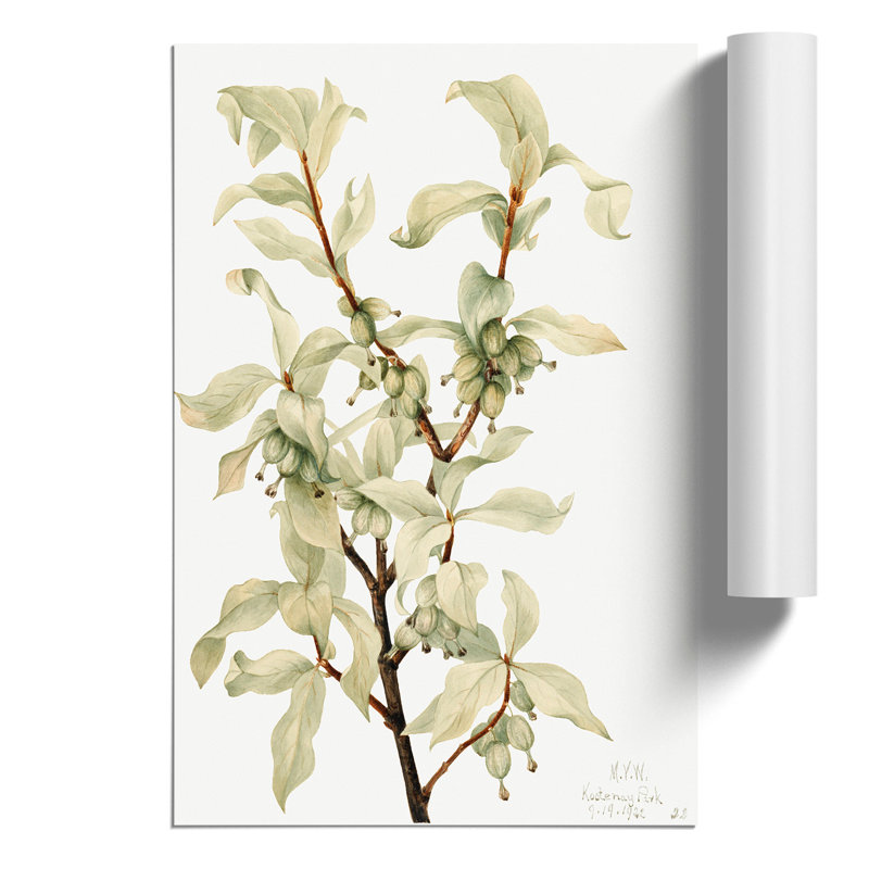 Silverberry by Mary Vaux Walcott - No Frame Print, 30cm H x 21cm W x 0.1cm D