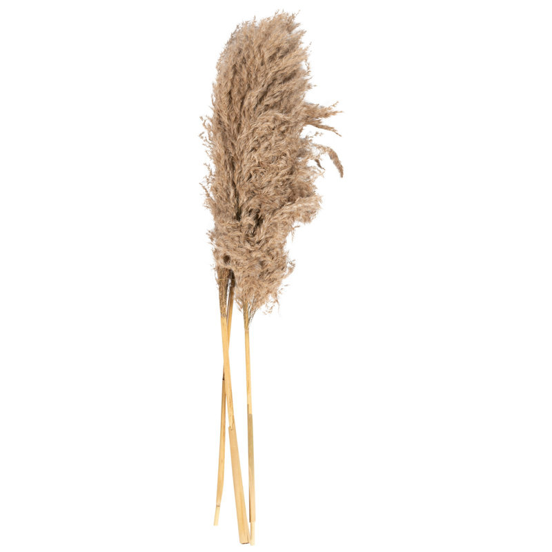 Natural Fibres Pampass Grass Arrangement