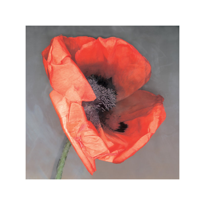 Erin Clark - Wrapped Canvas Print, 93.98 cm H x 93.98 cm W x 1.91 cm D