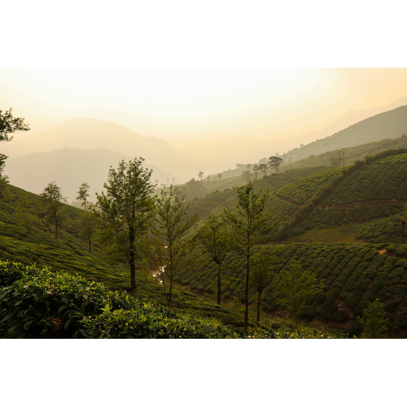 «Coffee Plantation in Guwahati» par Ramesh Kumar - photographie sur toile tendue, L 12 po x H 8 po