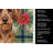 Wirehaired Red Dachshund Christmas PoinsettIas Kitchen Towel-2080584074