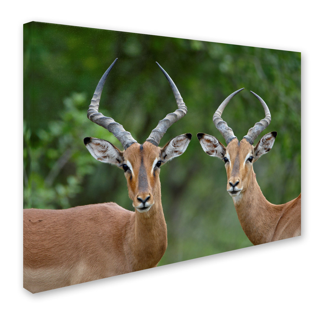 Ann 'Animals 2' Photographic Print on Wrapped Canvas Latitude Run® 