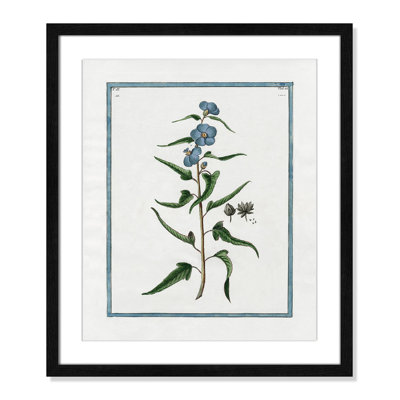Colombe "Shabby Elegance Botanical I" Print