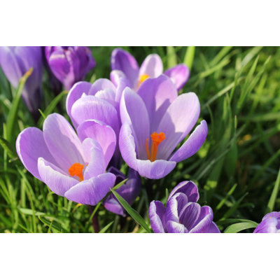 " Crocus " by Ncaimages