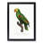 Yellow-Crowned Amazon Parrot by F. Levaillant - Picture Frame Graphic Art Print-55641347-55641348