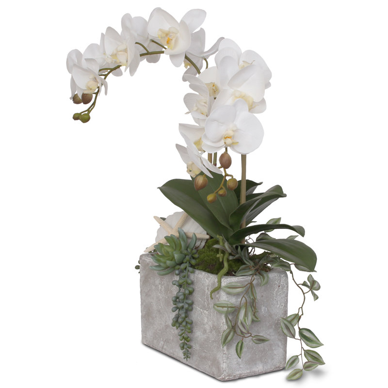 Real Touch Cream White Phalaenopsis Orchids With Seashell In Stone Wash Pot