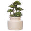 Plante grasse en pot