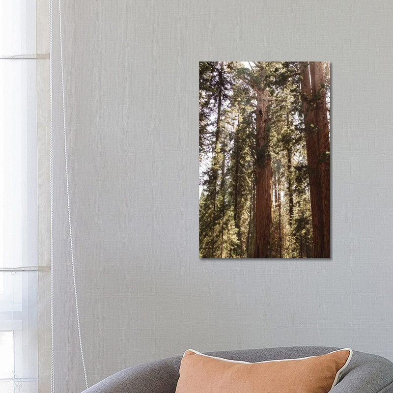 " Sequoia National Park XIV " by Bethany Young, 26" H x 18" W x 1.5" D