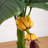 Banana Artificial Tree in Terracotta Planter