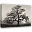 Chêne, Sunset City, Californie IMA-A143-1049255883