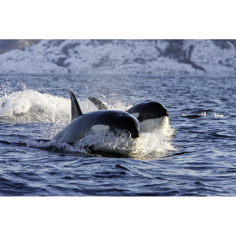 Killer Whale - Photographie sur toile tendue, H 24 po x l 36 po