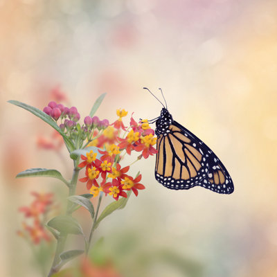 Barteld Monarch Butterfly by Saddako - Wrapped Canvas Print