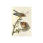Red Shouldered Hawk Print by James Audubon