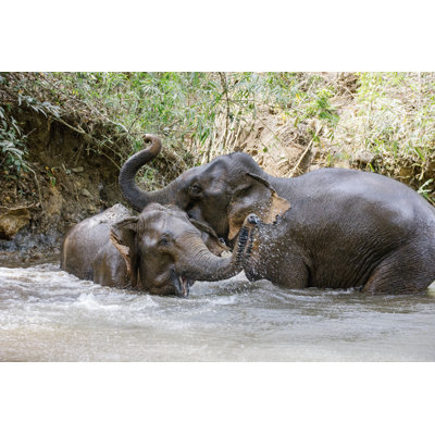 Elephants Playing In River by Jacqueline Michelle - Wrapped Canvas Print