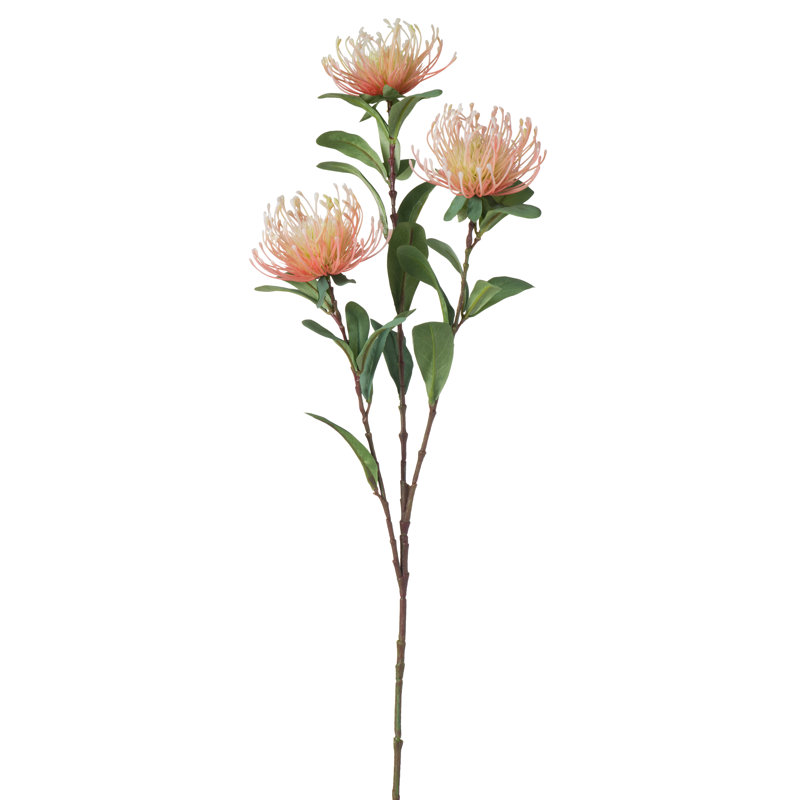 Protea Steam, Rouge
