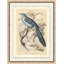 Long - Tailed Fly Catcher Framed Print